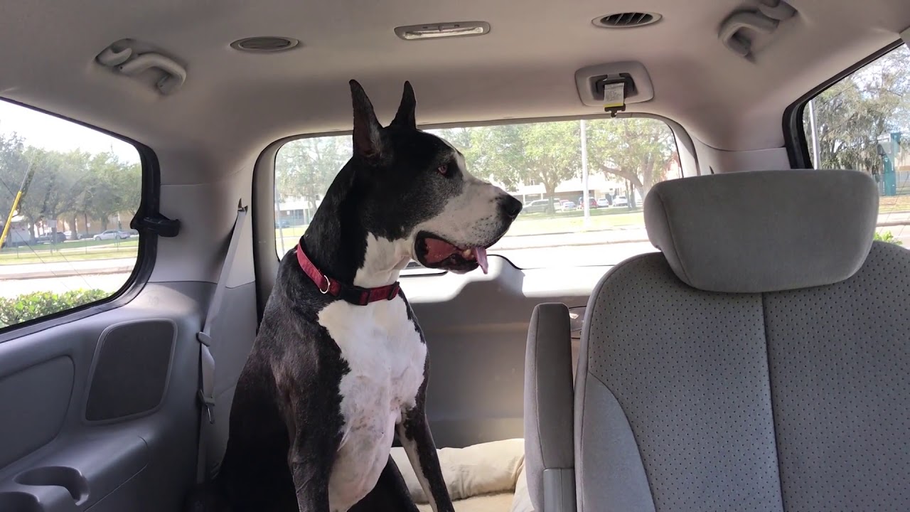 rumble video upload Great Dane is Happy to Be in the MiniVan and Out of the Vet's Office