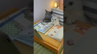 Funny Animal Videos 2022 - TRY NOT TO LAUGH!!!
