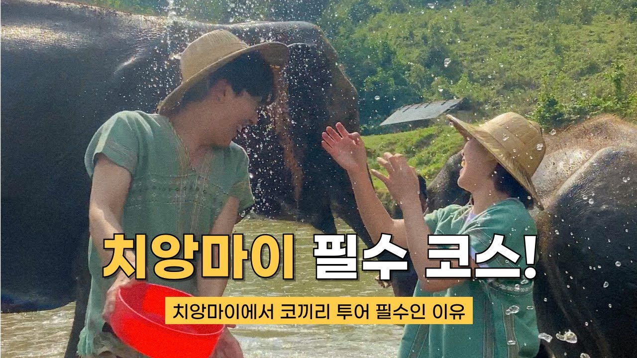 🇨🇷치앙마이 여행 가신다면, 무조건 추천하는 보호소의 코끼리를 만나는 투어!