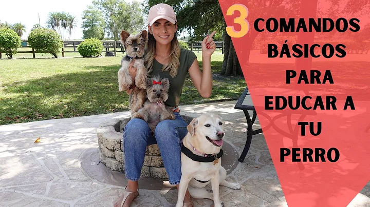 CMO EDUCO A MI PERRO- 3 comandos bsicos : Tips by ...