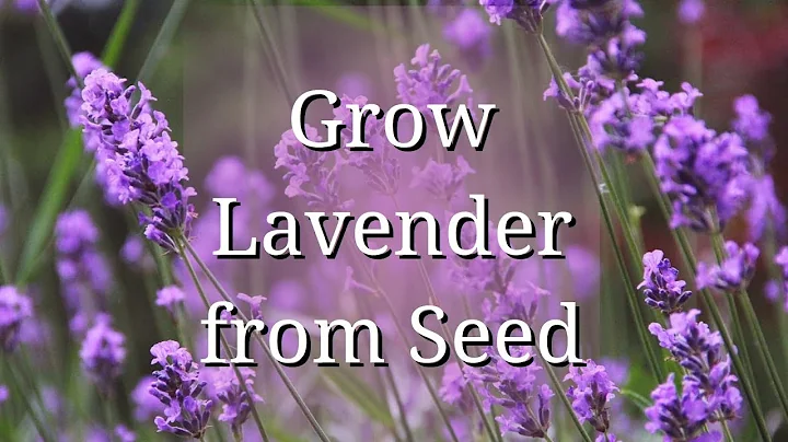 Grow Lavender from Seed - DayDayNews