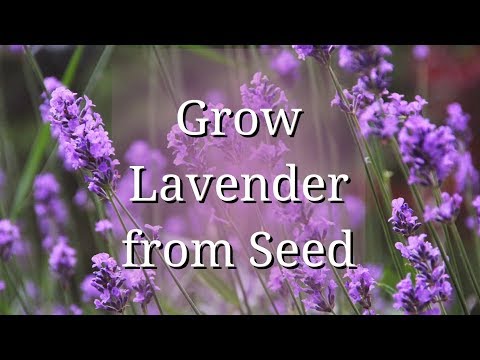 Grow Lavender from Seed