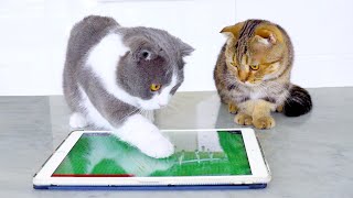 Cats Play iPad Games screenshot 3
