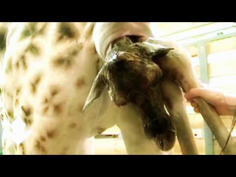 funny-videos-try-not-to-laugh-impossible-challenge-☼-baby-giraffe-birth-live-in-zoo-so-cute!