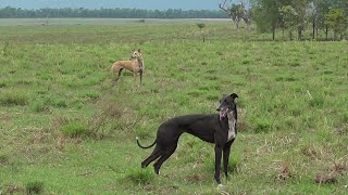 Galgos y Liebres 2022