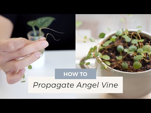 וִידֵאוֹ: Growing Angel Vine In A Container: How To Care For A Potted Angel Vine