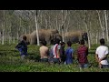 Elephant Herd In Tea Garden