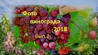 Фото винограда 2018 Гергеля Испытанные и новые сорта Фото винограда 2018 Гергеля Испытанные и новые сорта