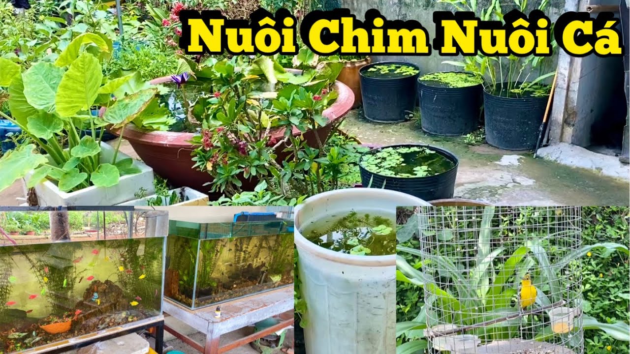 Chim Huýt Cô Lâu Ngày Không Dợt Lụp Sẽ Thế Nào ? Nuôi Chim Nuôi Thêm Cá Cho Vui / Chiểu Trần Vlog