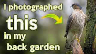 Back Garden Bird Photography with Nikon Z8: Siskins and Sparrowhawk