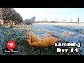 WILL THIS SHEEP COME BACK FOR HER LAMBS?  |  Vlog 14 - Lambing 2021