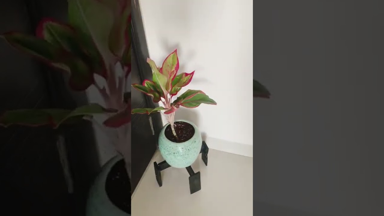 DIY wooden plant stand 💁🏻‍♀️ 