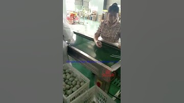 Egg Washing Drying Candling Sorting Machine With Higher Accuracy