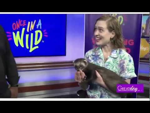 Loki the Ferret having fun on the News on A Great Day SA on KENS 5 - Part 2