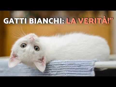 La VERITÀ sulla PERSONALITÀ dei GATTI BIANCHI 🐈🤍 (La scienza la spiega!)