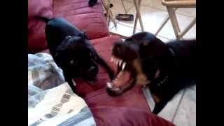 Deimos Staffordshire Bull Terrier