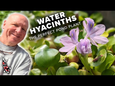 Video: Tau Txais Hyacinth Bloom: Lub Tswv Yim Kom Khaws Hyacinth Paj Txhua Xyoo