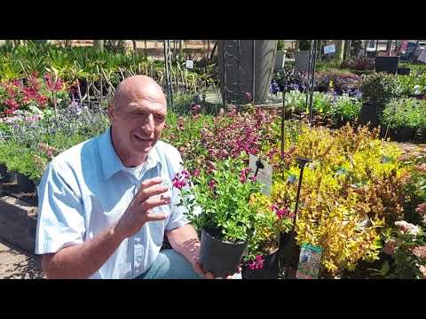 Video: Gardenia Jasmine (47 Foto's): Sorg Vir 'n Binnenshuise Blom Tuis. Waarom Word Die Blare Van Die Plant Swart? Oorplanting En Voortplanting Deur Steggies