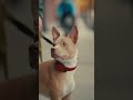 Dog Wants Owner’s Breakfast 😂  Golden Retriever Begs for Food Again