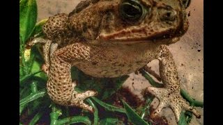 Cane Toad Feeding Video