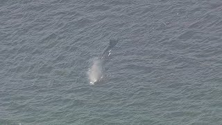 【ヘリ生配信】9日大阪湾に迷い込んだクジラ　現在も淀川河口付近に