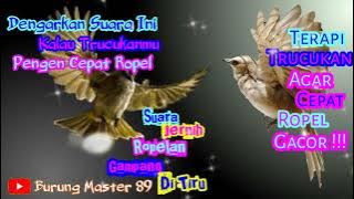 Trucuk Ropel Gacor Rasa Cucak Rowo Waktu Subuh, Ampuh Memancing Bunyi