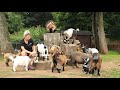 Zoo Keeper Talks: Pygmy Goats