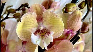 Прилетели орхидеи. Единорог, Тоши, Интрига, Чармер, бабочки и пелоры)