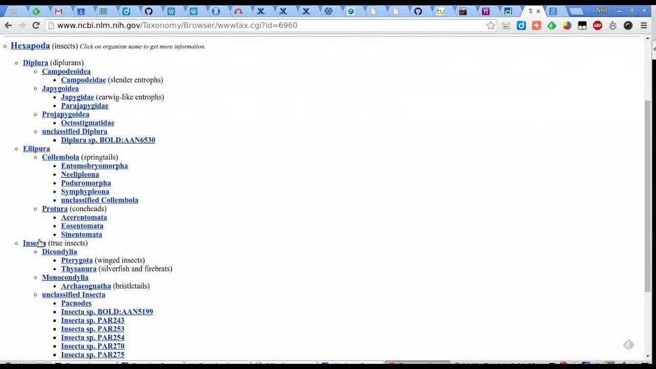 Searching NCBI Taxonomy for Insects