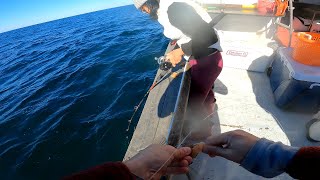 Offshore Wreck Fishing for Sea Bass & Cod on the King Cod