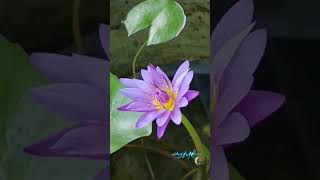 Открытие цветка Лотоса за 1 минуту/ Lotus blooms in 1 minute
