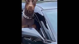 Aggressive Dobermann dog 😈 | Dobermann dog #shorts