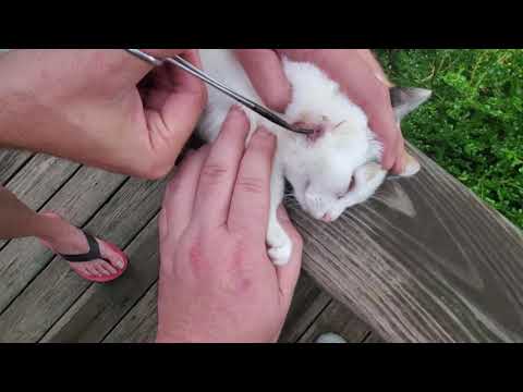 Video: Kutu Botfly: Cara Mengendalikan Warbles Di Kucing