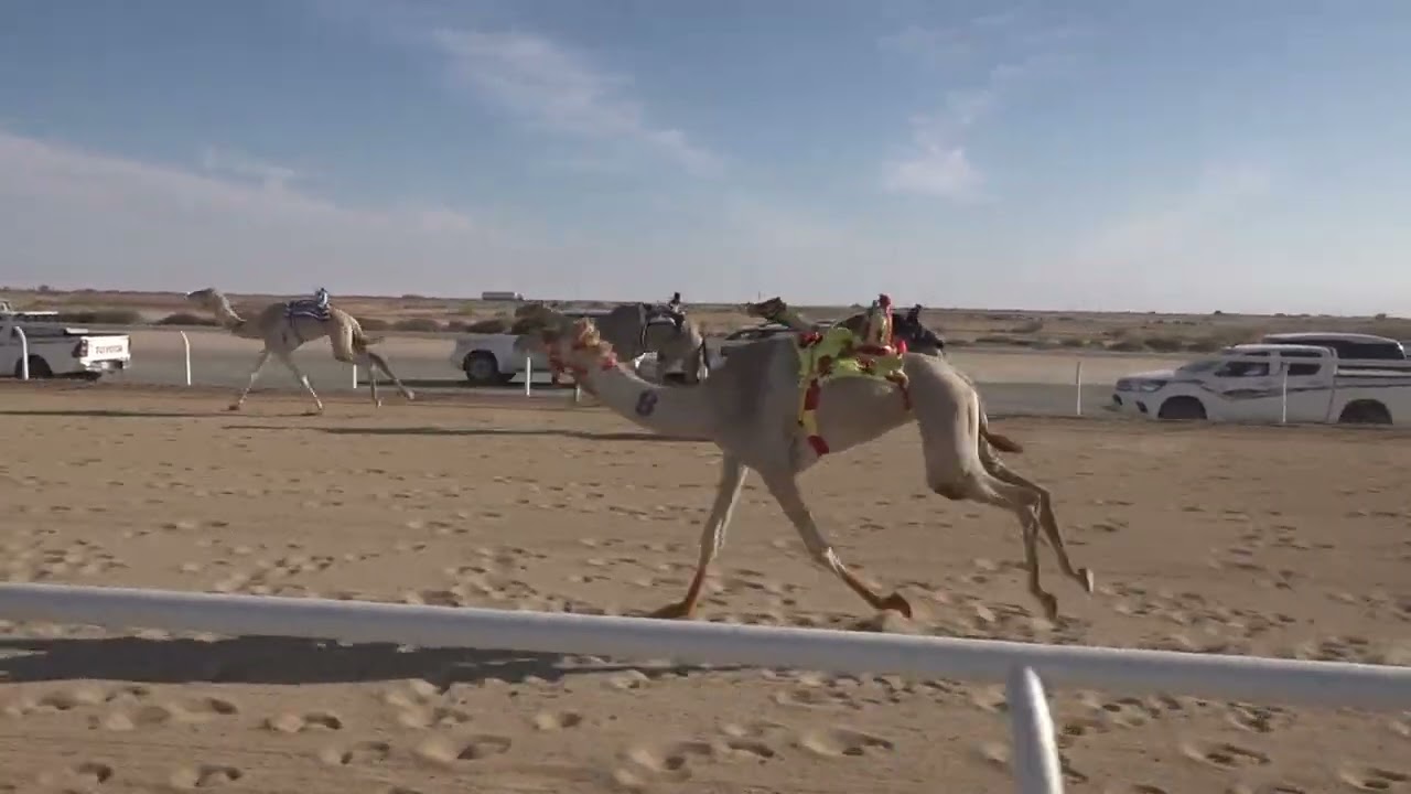 ش1 بكار جذاع 1447/09/12هـ - 2026/03/01م (فرحة) عقاب محمد سليم الدهاسي