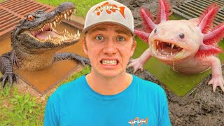 Svaka čudovišta iz kanalizacije koju sam pronašao ove godine…