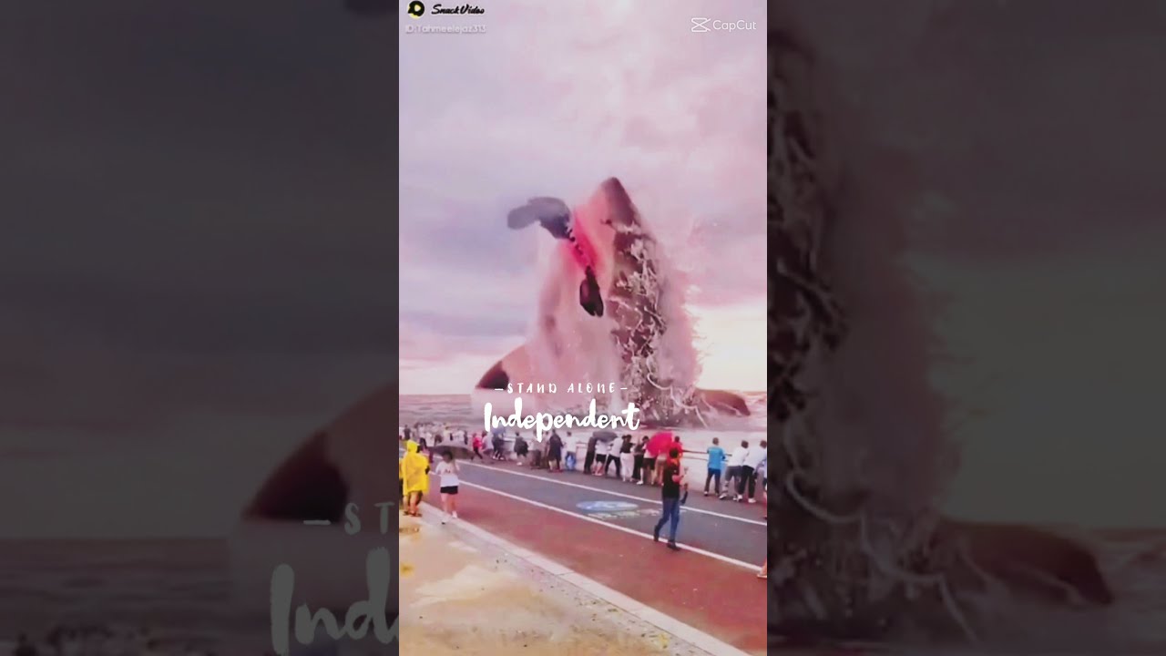 shark in sea beautiful scene 😮😌😌😌