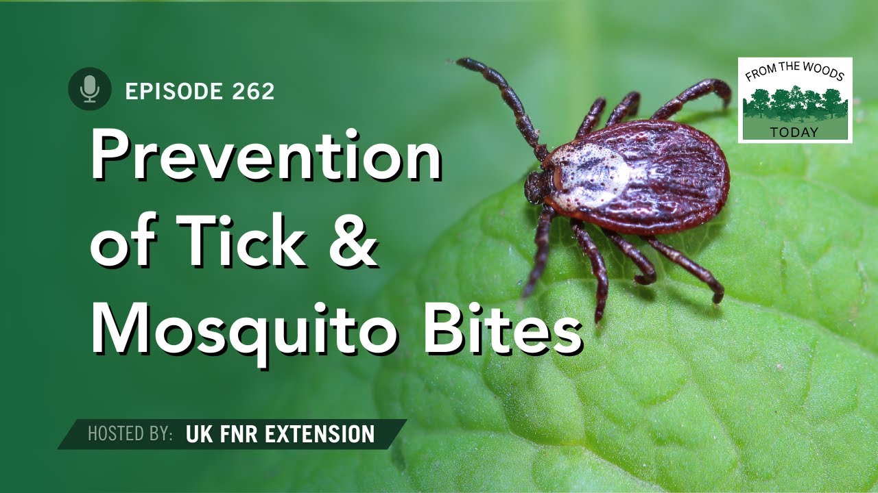 Prevention of Tick and Mosquito Bites - From The Woods Today - Ep. 262