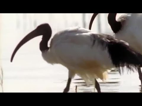 Video: Ibis - sacred and common bird: description and species