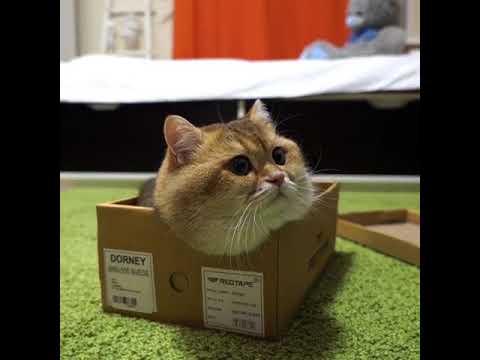 Adorable Kitty Plays With New Box