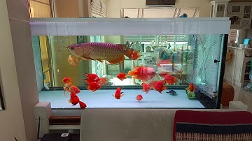 Paisan พระราม 2 - งาน Renovate ปรุงโฉมชุดตู้ปลา 3 ชั้น 3 ชุดให้กลับมาใช้ใหม่อย่างมีประสิทธิภาพ Set 3