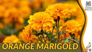 Orange Marigolds (Tagetes spp.): An Introduction to These Vibrant Flowers