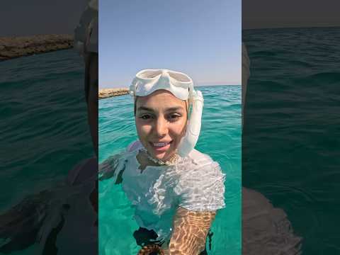 دیدی لاکپشت خلیج فارس جنوب کیش دریا غواص غواصی