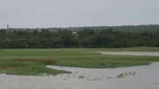 1040909龍鑾潭東南岸鷺鷥群3