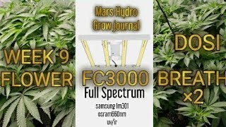 MarsHydro Fc3000 grow journal/wk 9 flower dosi breath×2/autopots fabric xl
