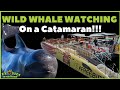 Unforgettable Catamaran Trip with Pilot Whales | Stunning Marine Wildlife Encounter
