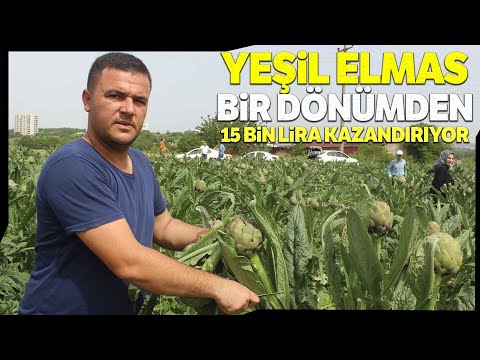 Video: Çin Enginarı Nedir: Çin Enginarının Yetiştirilmesi ve Bakımı