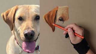How to draw a yellow Labrador in soft pastels - timelapse tutorial - part one screenshot 4