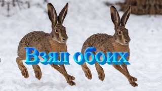 Охота на зайца. Редкий случай Охота на зайца. Редкий случай