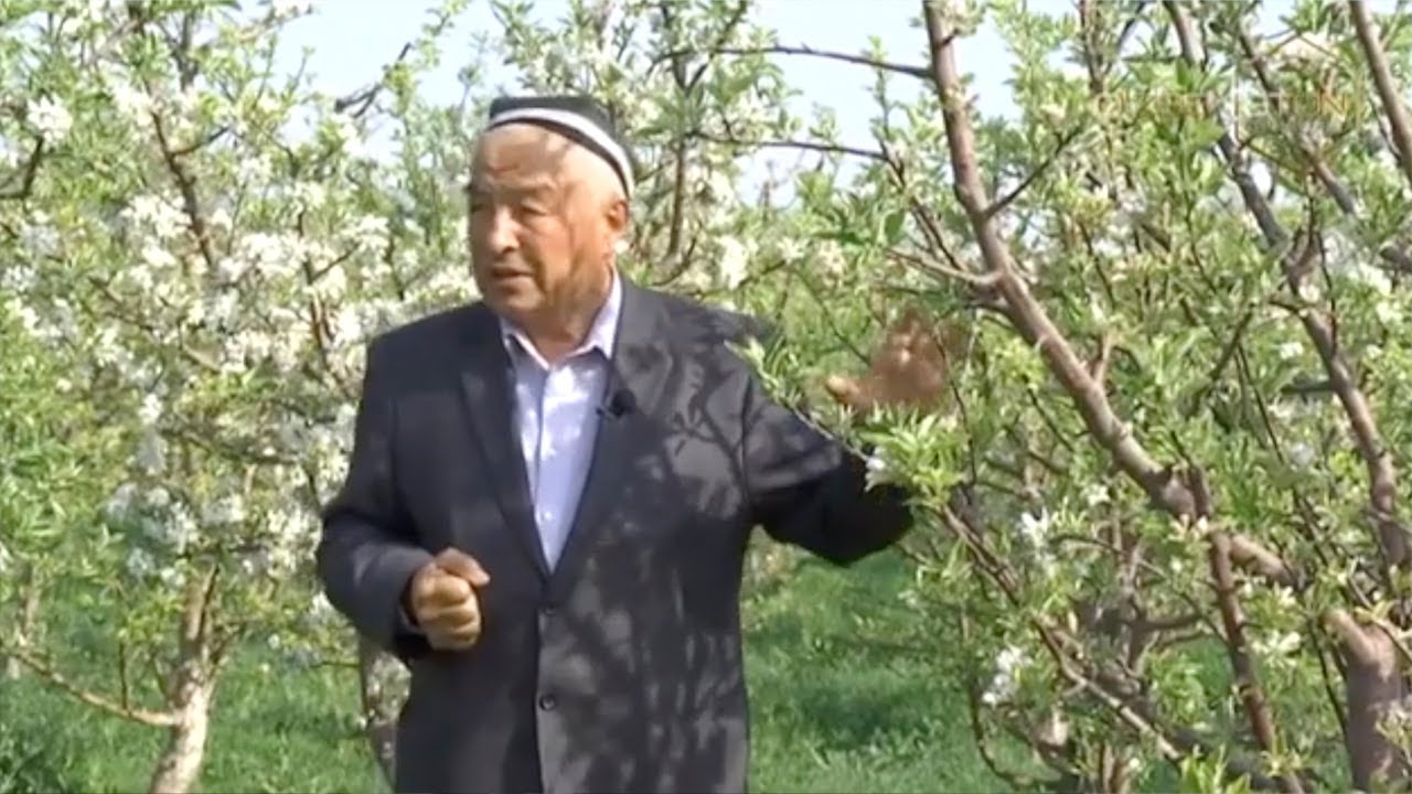 Аномал совуқни мевали дарахтларга таъсири қандай бўлди? Боғбон бобо маслаҳатлари | Mening bog'im