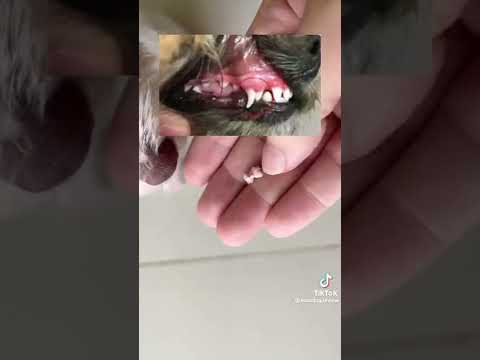 Video: Puppy mọc răng 101: Những điều cần chú ý